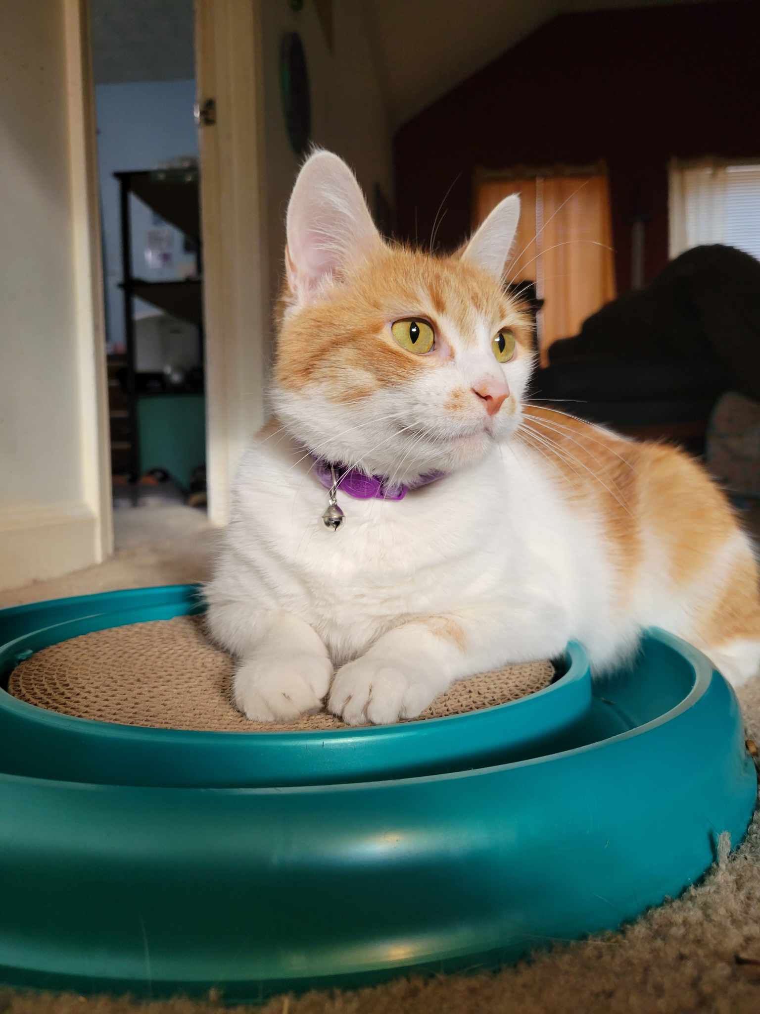 Orange And White Cat With Toy