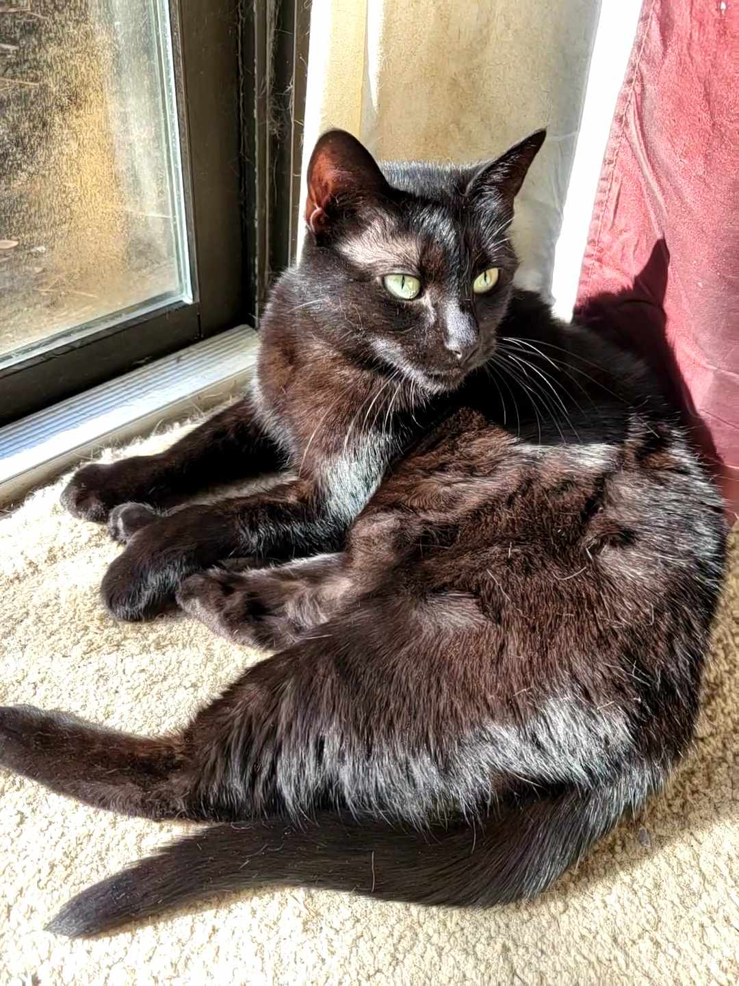 Black Cat By The Window