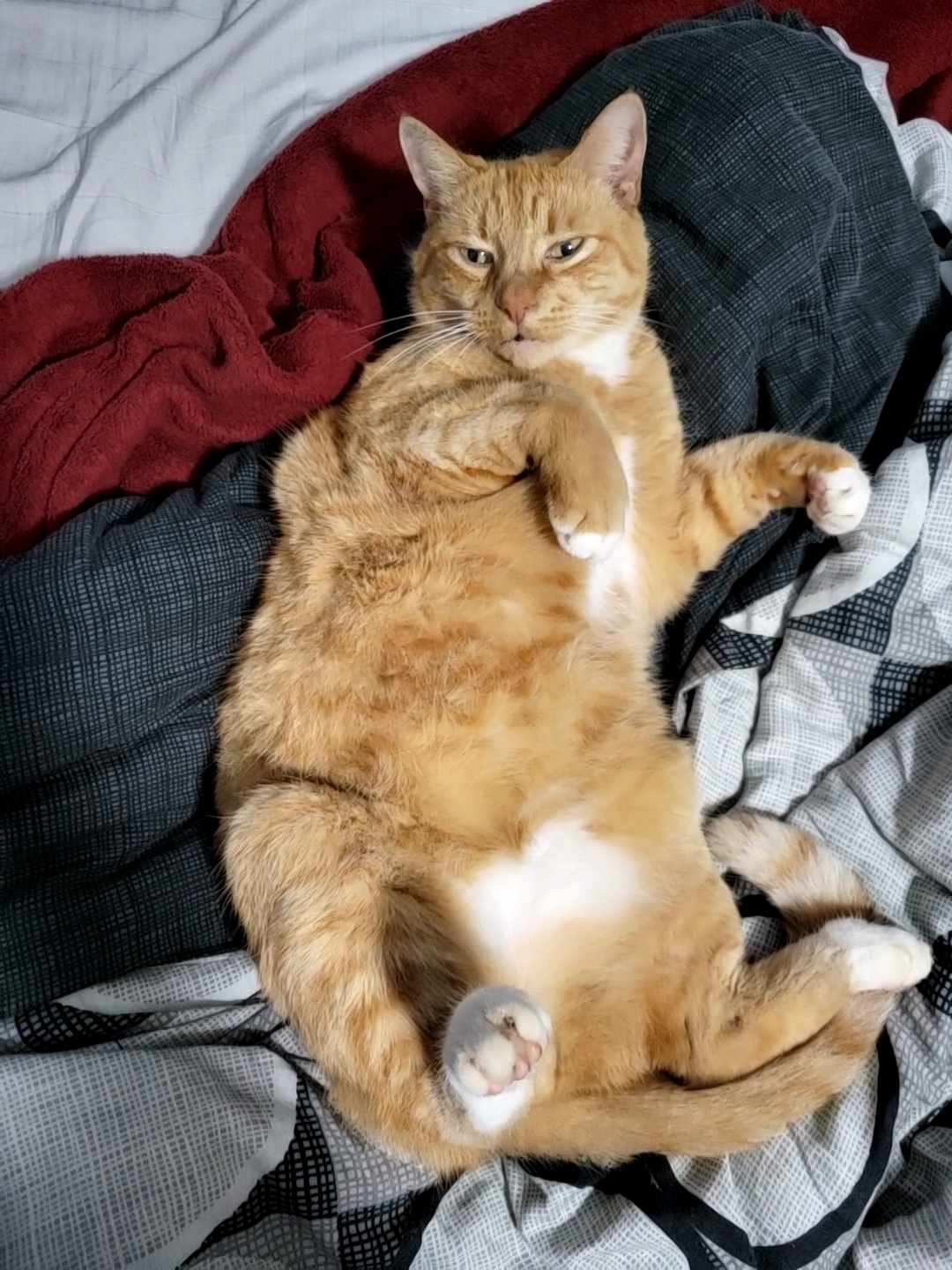 Relaxed Orange Tabby