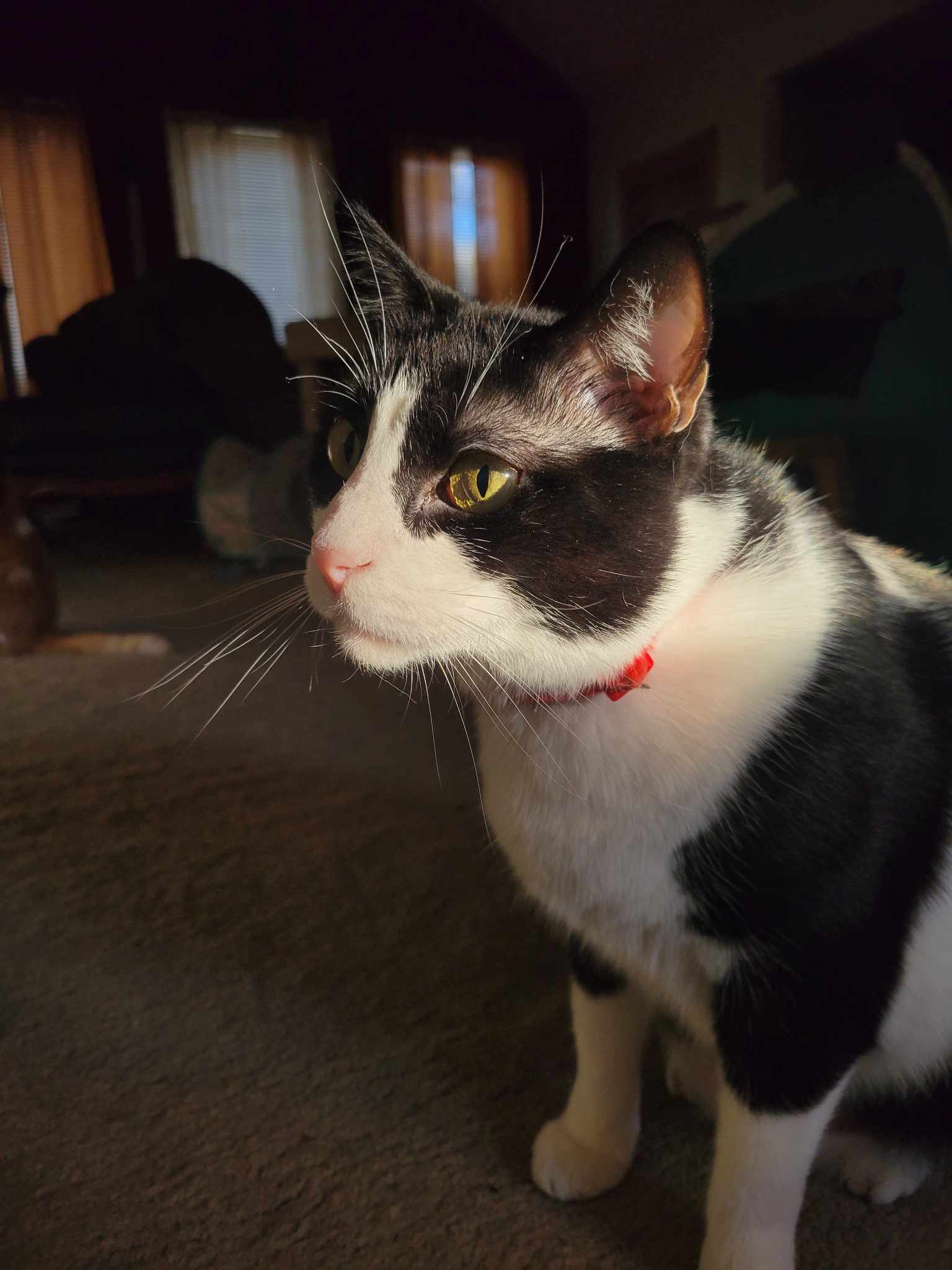 Sunlit Tuxedo Cat